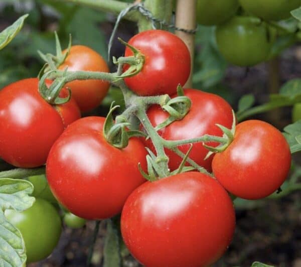 Screenshot 2025-09-27 114252 Tomaten Moneymaker