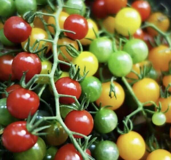 Kerstomaat Cherry Mix