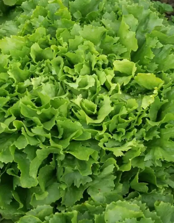 Bio Andijvie