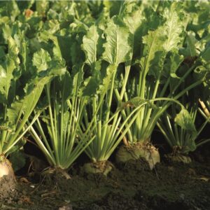 Voederbieten