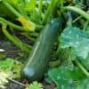 Courgette Diamant F1