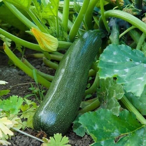 Courgette Diamant F1