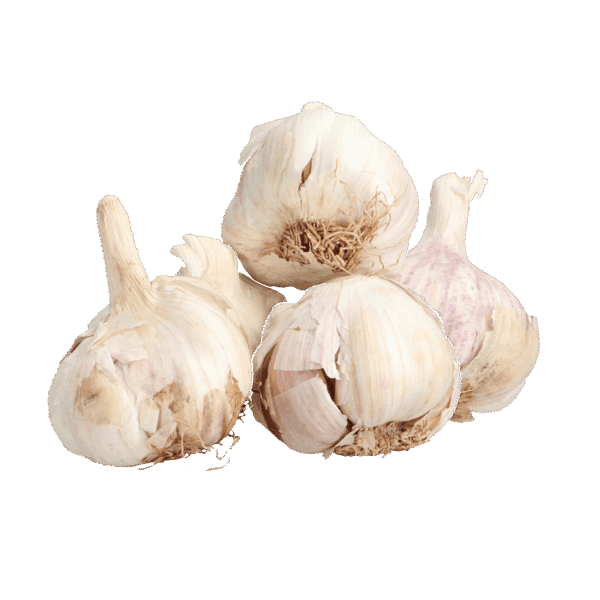 Plantknoflook Messidrome