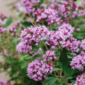 Marjolein oregano