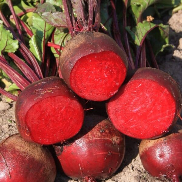 Rode Biet Rode biet