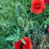 Klaproos Papaver