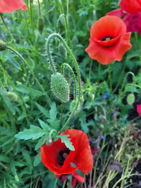 Klaproos Papaver