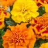 Afrikaantje Laag Tagetes patula Bonita Mix