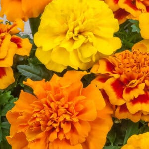 Afrikaantje Laag Tagetes patula Bonita Mix