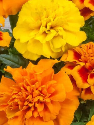 Afrikaantje Laag Tagetes patula Bonita Mix