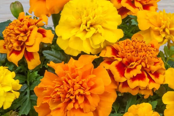 Afrikaantje Laag Tagetes patula Bonita Mix