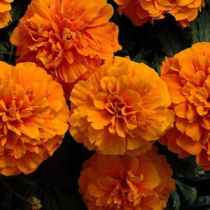 Afrikaantje Laag Tagetes patula Petite Orange