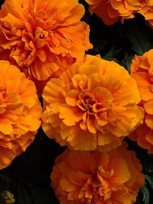 Afrikaantje Laag Tagetes patula Petite Orange
