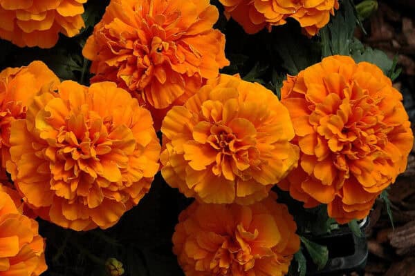 Afrikaantje Laag Tagetes patula Petite Orange