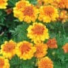 Afrikaantje Laag Tagetes patula Petite Orange