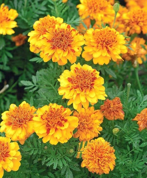 Afrikaantje Laag Tagetes patula Petite Orange