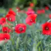 Klaproos Papaver
