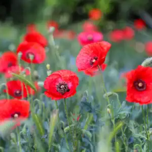 Klaproos Papaver