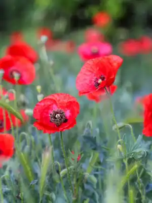 Klaproos Papaver