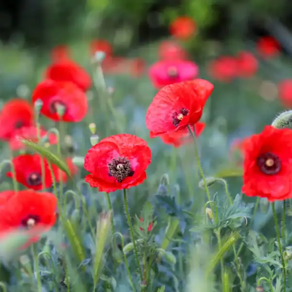 Klaproos Papaver