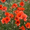 Klaproos Papaver