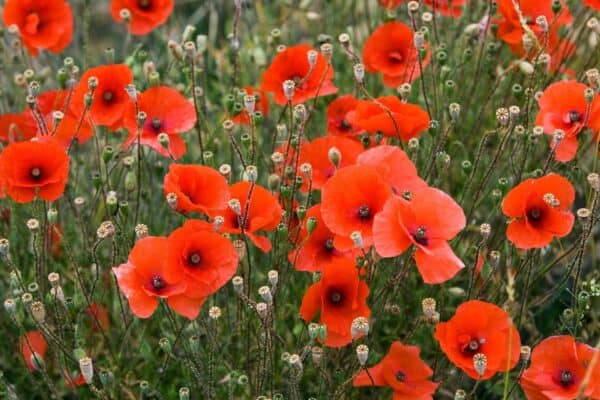 Klaproos Papaver