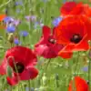Klaproos Papaver