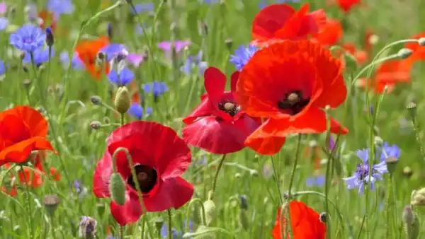 Klaproos Papaver