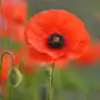 Klaproos Papaver