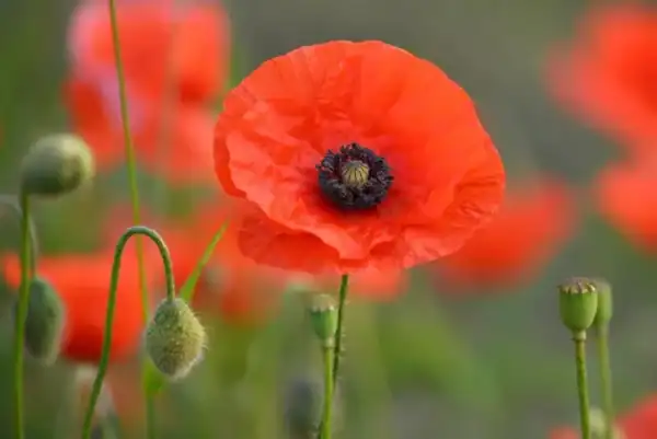 Klaproos Papaver