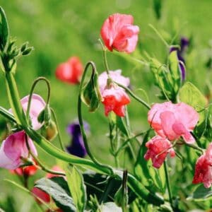 Lathyrus Odoratus Royal Family Mix