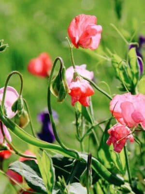 Lathyrus Odoratus Royal Family Mix