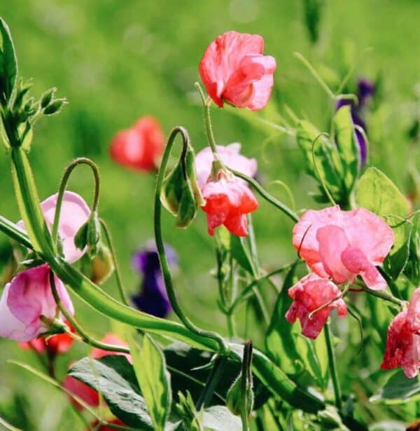 Lathyrus Odoratus Royal Family Mix