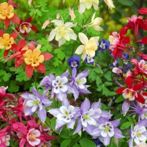 Akelei Aquilegia Mrs Scott Elliot