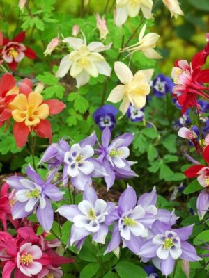 Akelei Aquilegia Mrs Scott Elliot