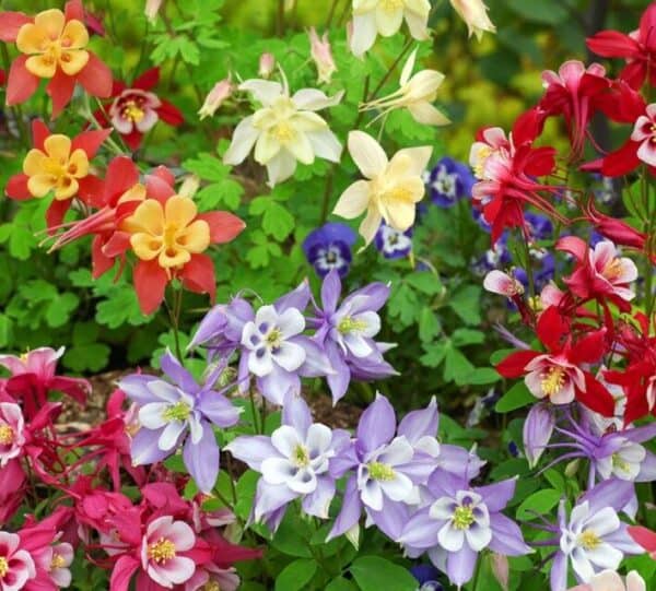 Akelei Aquilegia Mrs Scott Elliot