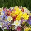 Akelei Aquilegia Mrs Scott Elliot