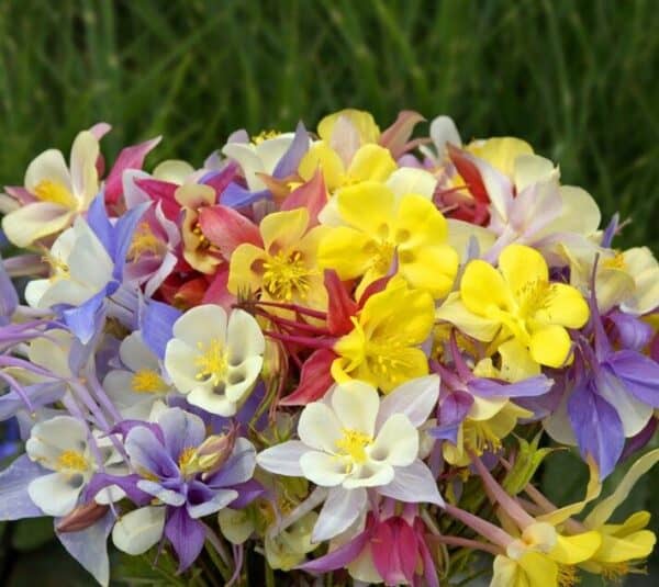 Akelei Aquilegia Mrs Scott Elliot