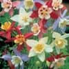 Akelei Aquilegia Mrs Scott Elliot