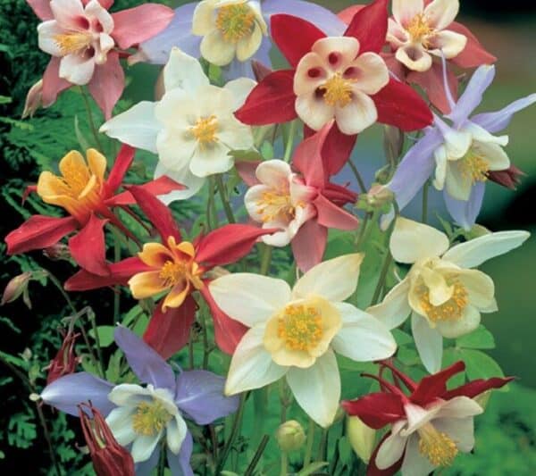 Akelei Aquilegia Mrs Scott Elliot