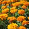 Afrikaantje Laag Tagetes patula Petite Orange