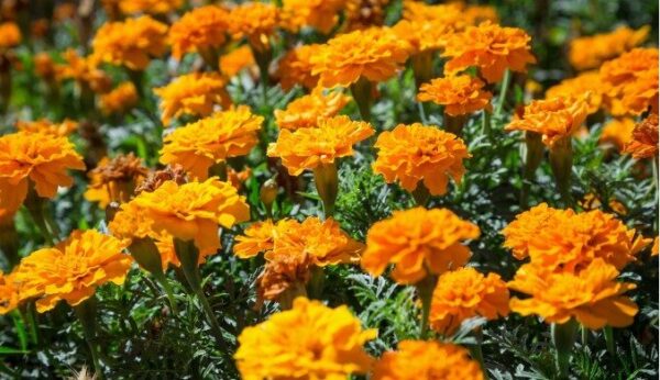 Afrikaantje Laag Tagetes patula Petite Orange