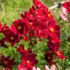 Cosmea Dazzler Red Cosmea Dazzler Red