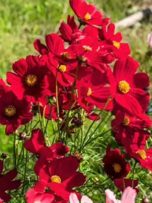 Cosmea Dazzler Red