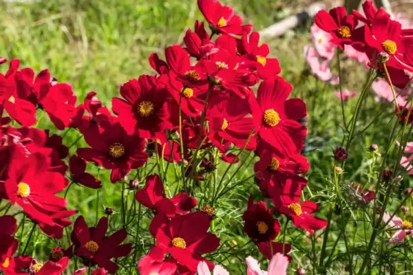 Cosmea Dazzler Red Cosmea Dazzler Red