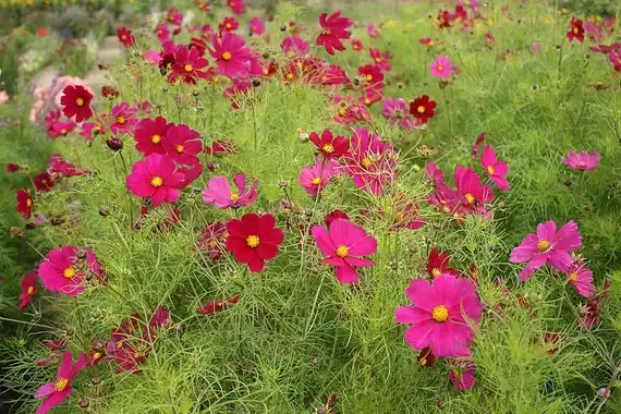 Cosmea Dazzler Red Cosmea Dazzler Red