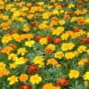 Afrikaantje Laag Tagetes patula Bonita Mix