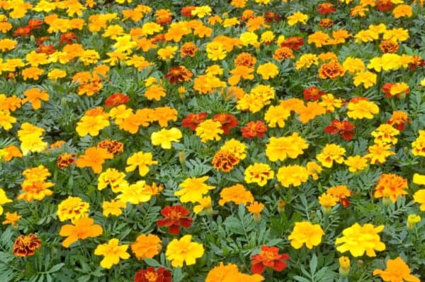 Afrikaantje Laag Tagetes patula Bonita Mix
