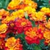 Afrikaantje Laag Tagetes patula Bonita Mix