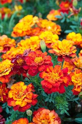 Afrikaantje Laag Tagetes patula Bonita Mix